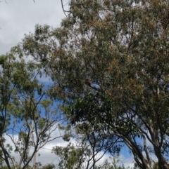 Phascolarctos cinereus (Koala) at Horsnell Gully, SA - 14 Nov 2015 by Spotto