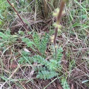 Acaena echinata at Bungendore, NSW - 14 Nov 2015