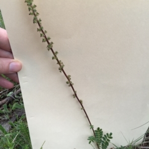 Acaena echinata at Bungendore, NSW - 14 Nov 2015