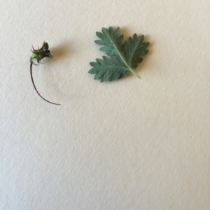 Acaena echinata at Bungendore, NSW - 14 Nov 2015 03:38 PM