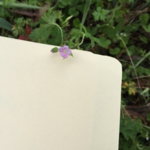 Geranium solanderi var. solanderi at Bungendore, NSW - 14 Nov 2015