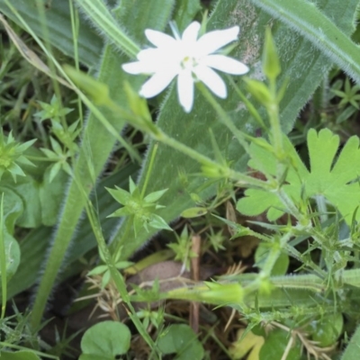 Stellaria pungens (Prickly Starwort) at Bungendore, NSW - 14 Nov 2015 by yellowboxwoodland