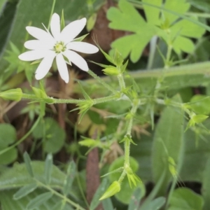 Stellaria pungens at Bungendore, NSW - 14 Nov 2015 03:02 PM