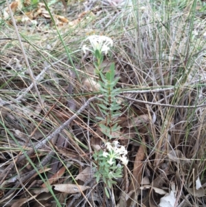 Pimelea linifolia at Bungendore, NSW - 14 Nov 2015