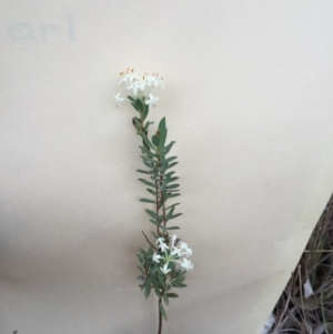 Pimelea linifolia at Bungendore, NSW - 14 Nov 2015