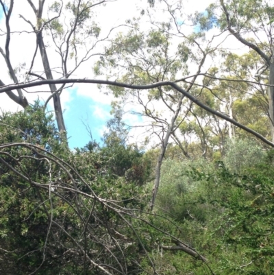 Phascolarctos cinereus (Koala) at Horsnell Gully, SA - 14 Nov 2015 by Spotto