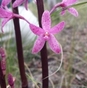 Dipodium punctatum at Crace, ACT - 14 Nov 2015