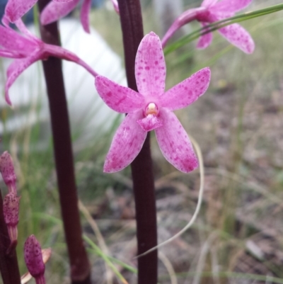 Dipodium roseum (Rosy Hyacinth Orchid) at Crace, ACT - 14 Nov 2015 by MattM