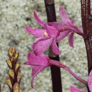 Dipodium roseum at Crace, ACT - suppressed