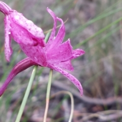 Dipodium punctatum at Crace, ACT - 14 Nov 2015