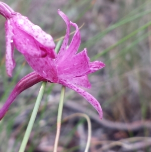 Dipodium roseum at Crace, ACT - suppressed