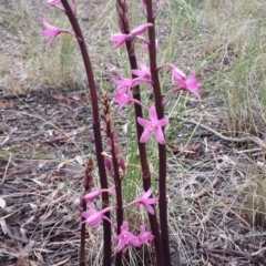 Dipodium punctatum at Crace, ACT - 14 Nov 2015