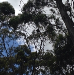 Phascolarctos cinereus (Koala) at Horsnell Gully, SA - 14 Nov 2015 by Spotto