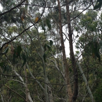 Phascolarctos cinereus (Koala) at Horsnell Gully, SA - 14 Nov 2015 by Spotto