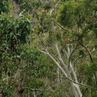 Phascolarctos cinereus (Koala) at Horsnell Gully, SA - 14 Nov 2015 by Spotto