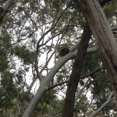 Phascolarctos cinereus (Koala) at Horsnell Gully, SA - 14 Nov 2015 by Spotto