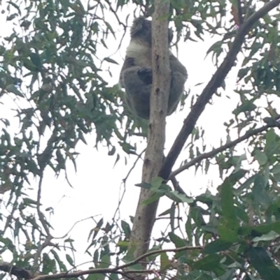 Phascolarctos cinereus (Koala) at Horsnell Gully, SA - 14 Nov 2015 by Spotto