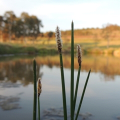 Eleocharis acuta (Common Spike-rush) at Bonython, ACT - 25 Oct 2015 by michaelb