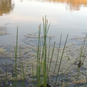 Eleocharis acuta at Bonython, ACT - 25 Oct 2015 07:24 PM