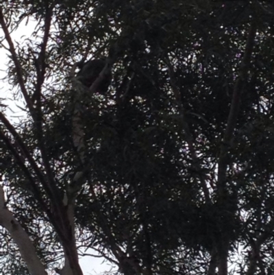 Phascolarctos cinereus (Koala) at Coominya, QLD - 7 Nov 2015 by gere