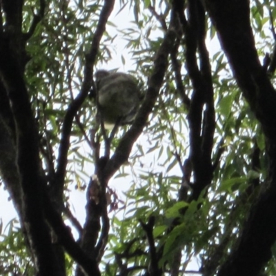 Phascolarctos cinereus (Koala) at Port Macquarie, NSW - 14 Nov 2015 by rosella