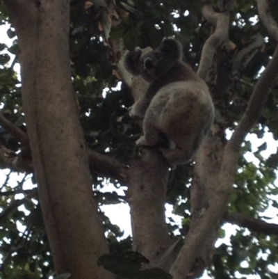 Phascolarctos cinereus (Koala) at Coominya, QLD - 14 Nov 2015 by gere