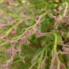 Gonocarpus tetragynus (Common Raspwort) at Bigga, NSW - 17 Oct 2015 by JanetRussell