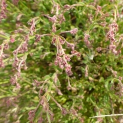 Gonocarpus tetragynus at Bigga, NSW - 17 Oct 2015 01:28 PM