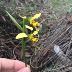 Diuris sulphurea at Bungendore, NSW - suppressed