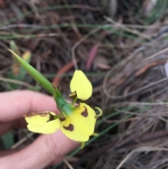 Diuris sulphurea at Bungendore, NSW - suppressed