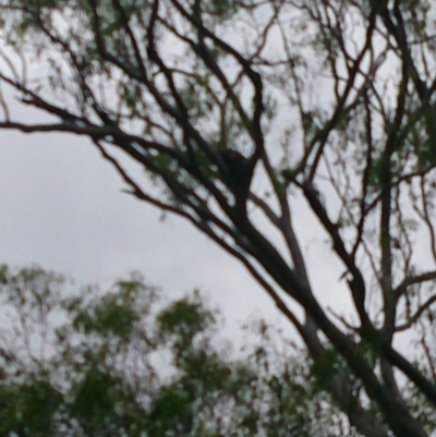 Phascolarctos cinereus (Koala) at Rathdowney, QLD - 14 Nov 2015 by hanleyje