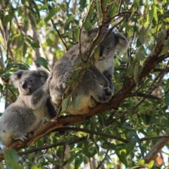 Phascolarctos cinereus (Koala) at Mount Byron, QLD - 14 Nov 2015 by NONILOU