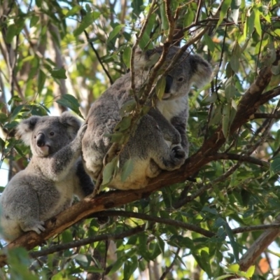 Phascolarctos cinereus (Koala) at Mount Byron, QLD - 14 Nov 2015 by NONILOU