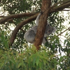 Phascolarctos cinereus (Koala) at - 13 Nov 2015 by dmorris