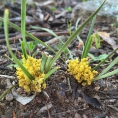 Lomandra bracteata (Small Matrush) at Wandiyali-Environa Conservation Area - 14 Nov 2015 by Wandiyali