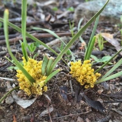 Lomandra bracteata (Small Matrush) at Googong, NSW - 14 Nov 2015 by Wandiyali