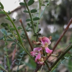 Indigofera adesmiifolia (Tick Indigo) at Wandiyali-Environa Conservation Area - 14 Nov 2015 by Wandiyali