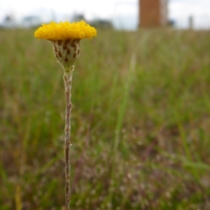 Leptorhynchos squamatus subsp. squamatus at Bigga, NSW - 17 Oct 2015