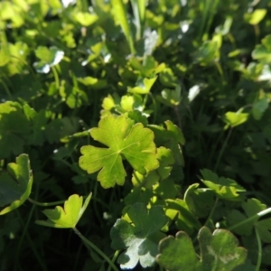 Hydrocotyle tripartita at Paddys River, ACT - 28 Oct 2015