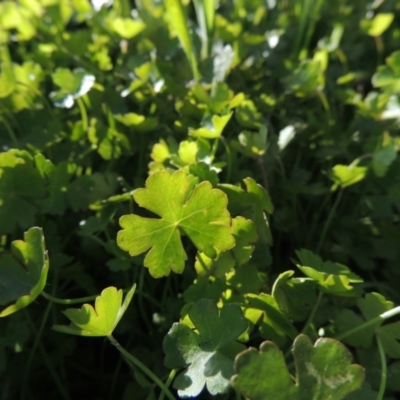 Hydrocotyle tripartita (Pennywort) at Paddys River, ACT - 28 Oct 2015 by michaelb