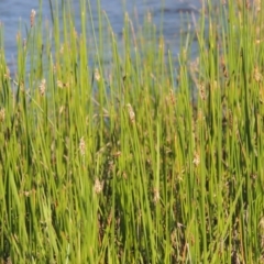 Eleocharis acuta (Common Spike-rush) at Paddys River, ACT - 28 Oct 2015 by MichaelBedingfield