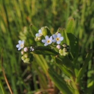 Myosotis laxa subsp. caespitosa at Paddys River, ACT - 28 Oct 2015