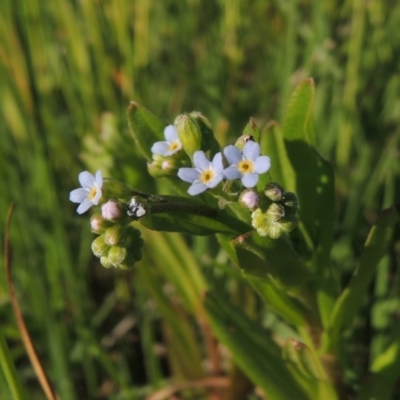 Myosotis laxa subsp. caespitosa (Water Forget-me-not) at Point Hut to Tharwa - 28 Oct 2015 by michaelb