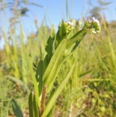 Myosotis laxa subsp. caespitosa at Paddys River, ACT - 28 Oct 2015