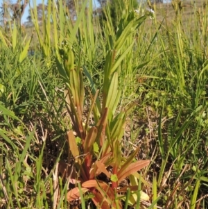 Myosotis laxa subsp. caespitosa at Paddys River, ACT - 28 Oct 2015