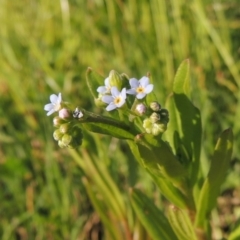 Myosotis laxa subsp. caespitosa at Paddys River, ACT - 28 Oct 2015