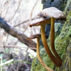 Unidentified at Namadgi National Park - 23 Aug 2014 by AaronClausen