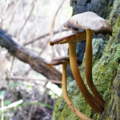 Unverified at Namadgi National Park - 23 Aug 2014 by AaronClausen