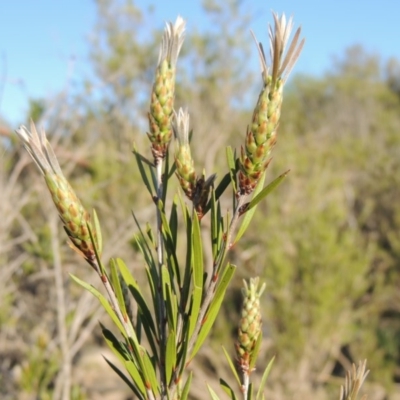 Callistemon sieberi (River Bottlebrush) at Paddys River, ACT - 28 Oct 2015 by michaelb