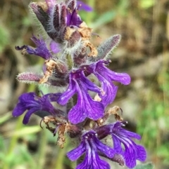 Ajuga australis (Austral Bugle) at Wandiyali-Environa Conservation Area - 14 Nov 2015 by Wandiyali